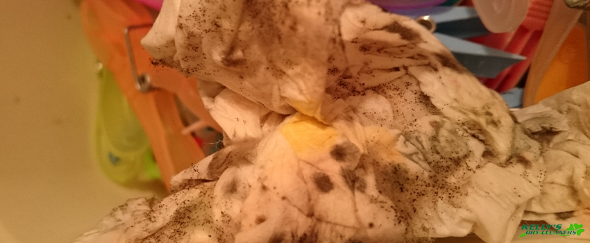 Mold Infestation and How to Remove Mold From Laundry Clothes - KDC