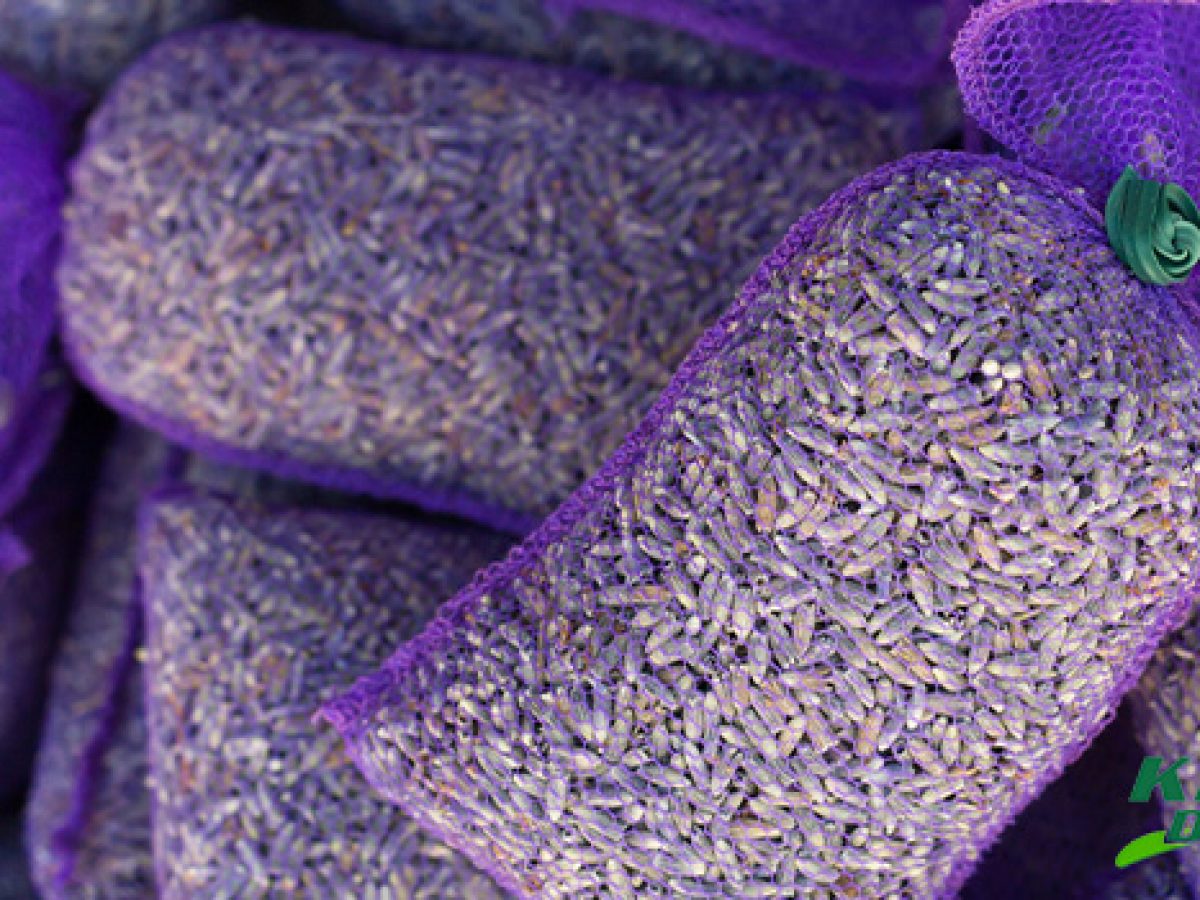 Lavender or Mothballs: Which Is Better? - Kelly's Dry Cleaners